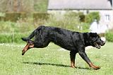 BEAUCERON 864